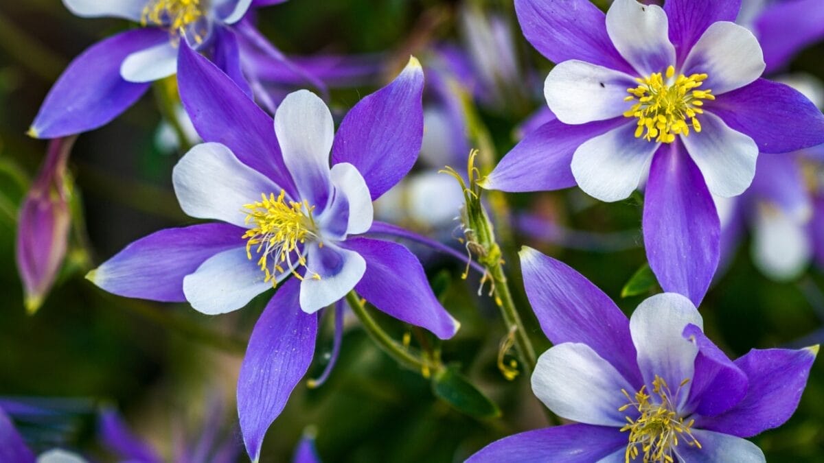 Plant These 12 Flower Seeds in September for Abundant Color Next Season 11 Plant These 12 Flower Seeds in September for Abundant Color Next Season - Colorado Blue Columbines dp116295766