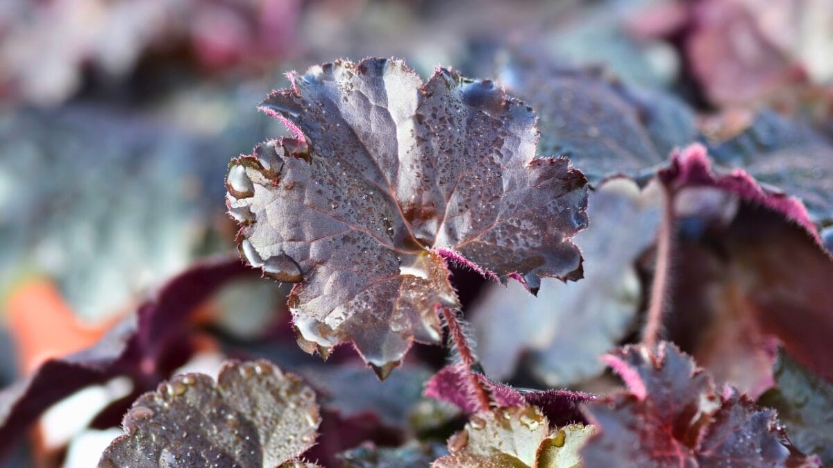 15 Shade-Loving Perennials That Naturally Eliminate Weeds 7 15 Shade-Loving Perennials That Naturally Eliminate Weeds - Coral Bells ss1852578616