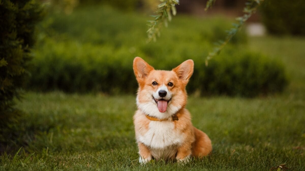 10 Cute Dog Breeds That Will Melt Your Heart 6 10 Cute Dog Breeds That Will Melt Your Heart - Corgi dog sitting ss574418941