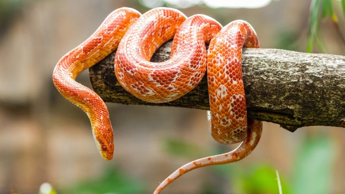 The 10 Longest-Living Animals That Make Great Pets - Corn Snake dp32787973