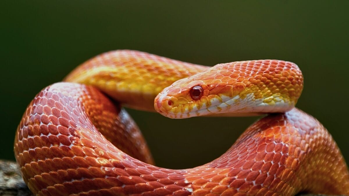 9 Slithering Snakes Found Only on the East Coast 8 9 Slithering Snakes Found Only on the East Coast - Corn Snake ss1751274830