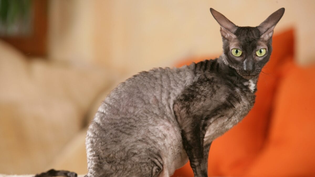 15 Cute Cats You’ll Fall for—if You Can Keep Up with Their Needs 14 15 Cute Cats You’ll Fall for—if You Can Keep Up with Their Needs - Cornish Rex ss1047602353