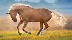 The Most Beautiful & Rare Horse Colors in the World 1 The Most Beautiful & Rare Horse Colors in the World - Cream horse ss1248907750