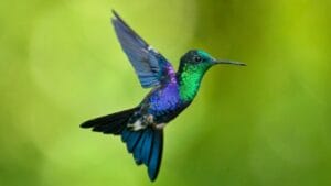 5 Symbolic Hummingbird Meanings & What They Represent 1 5 Symbolic Hummingbird Meanings & What They Represent - Crowned Woodnymph ss2406348775