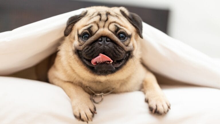 10 Reasons Why a Pug Might Be the Perfect Companion for You - Cute pug in bed ss1091111159