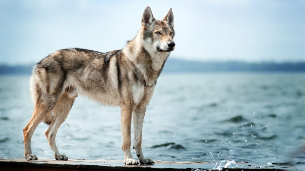 8 Dog Breeds That Look Like Coyote Clones 4 8 Dog Breeds That Look Like Coyote Clones - Czechoslovakian Wolfdog ss2214048801