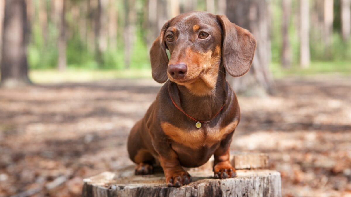 10 Cheapest Dog Breeds for Budget-Conscious Pet Lovers 4 10 Cheapest Dog Breeds for Budget-Conscious Pet Lovers - Dachshund dwarf ss1563699127