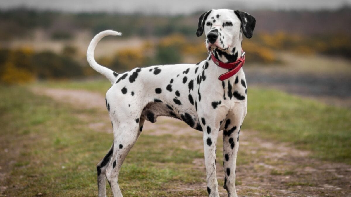 10 Dog Breeds Perfect As Running Companions 10 10 Dog Breeds Perfect As Running Companions - Dalmatian dog ss1161034495