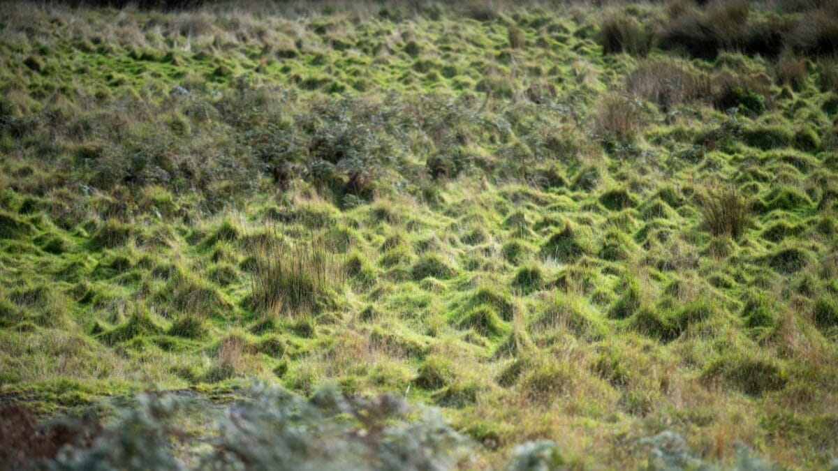 When Nature Plays by Its Own Rules, It Becomes a Mystery for Scientists 4 When Nature Plays by Its Own Rules, It Becomes a Mystery for Scientists - Decoding natures puzzel dp670891086