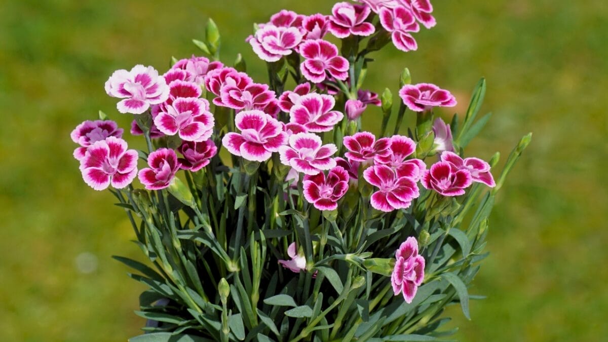 Blooms in Buckets: 20 Perennials Guaranteed to Thrive in Pots 18 Blooms in Buckets: 20 Perennials Guaranteed to Thrive in Pots - Dianthus ss2291703839