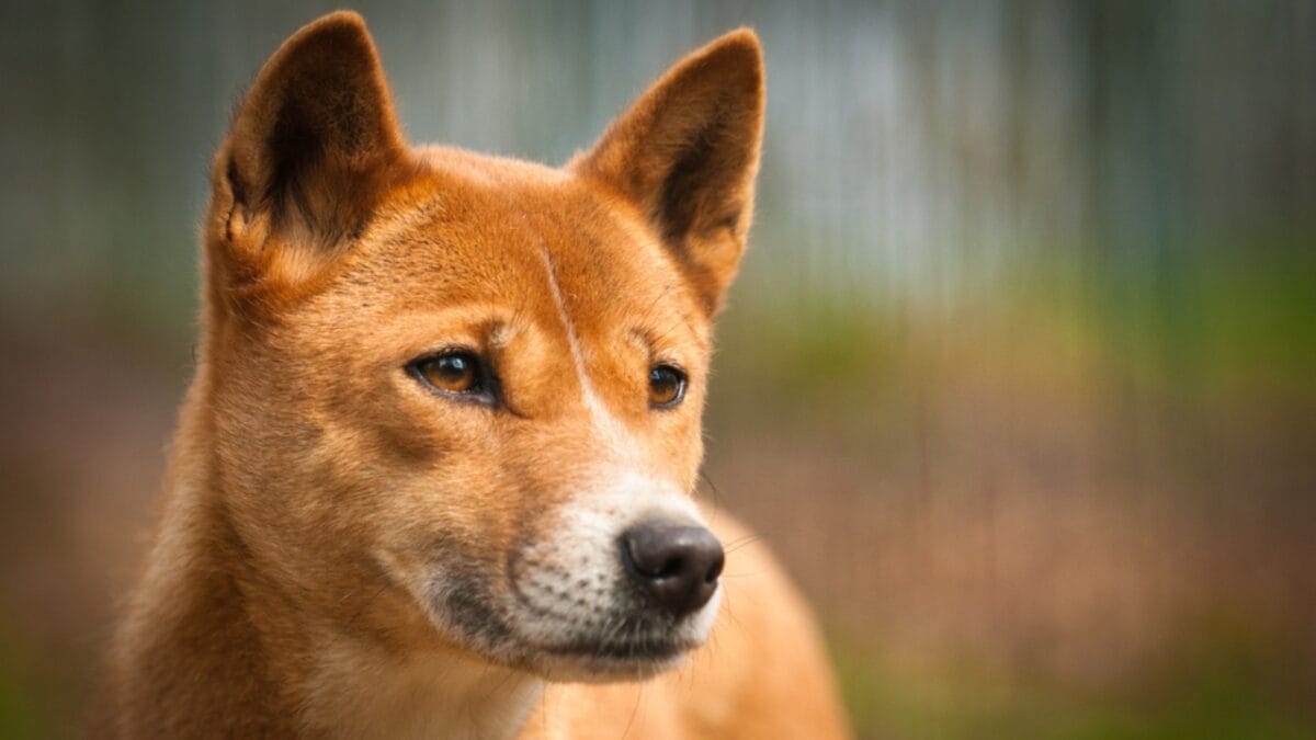 Australia's $20B Dog Obsession: Celebrating 10 Australian Dog Breeds - Dingo Dog ss1070941652