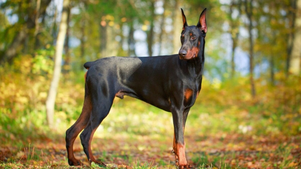 18 Fiercely Loyal Dog Breeds That are Natural Protectors - Doberman Pinscher ss223996249