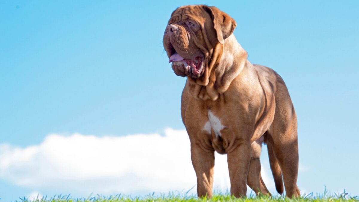 Dog Breeds: All Types from Small to Giant, Personalities & Characteristics 32 Dog Breeds: All Types from Small to Giant, Personalities & Characteristics - Dogue de Bordeaux dog ss1755431744