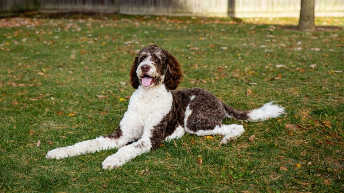 A Small Country's Big Impact on the Dog World - 10 Lovable Dutch Dog Breeds - Drentse Patrijshond ss1850598958