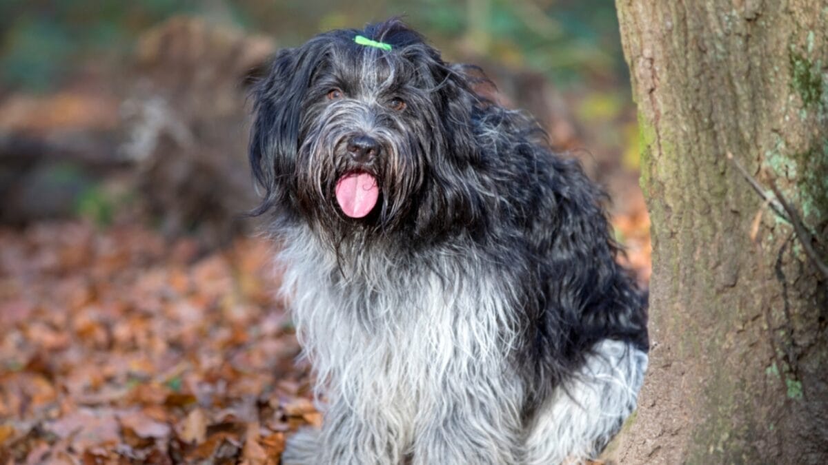 25 Dog Breeds for Those Who Love the Weird & Wonderful 13 25 Dog Breeds for Those Who Love the Weird & Wonderful - Dutch Sheepdog ss1893917959