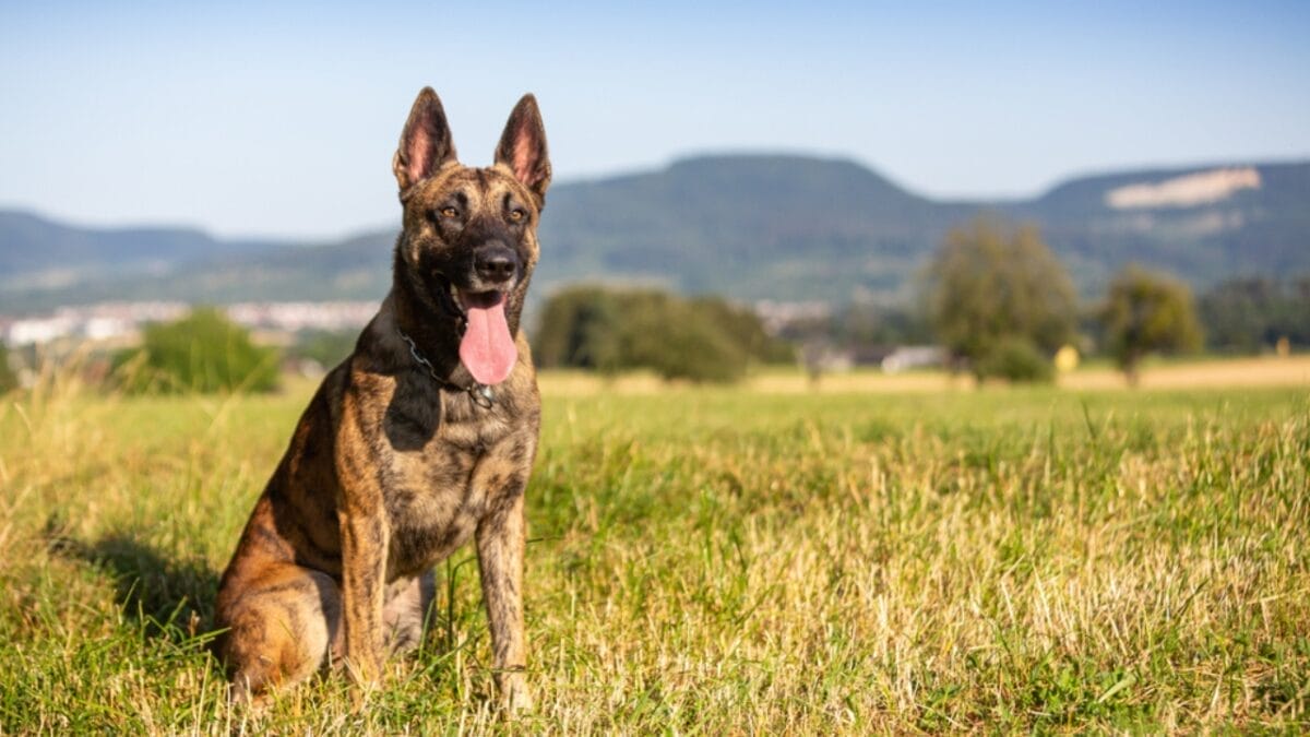 10 Police Dog Breeds: The Canine Force's Finest 5 10 Police Dog Breeds: The Canine Force's Finest - Dutch shephered ss1138494506