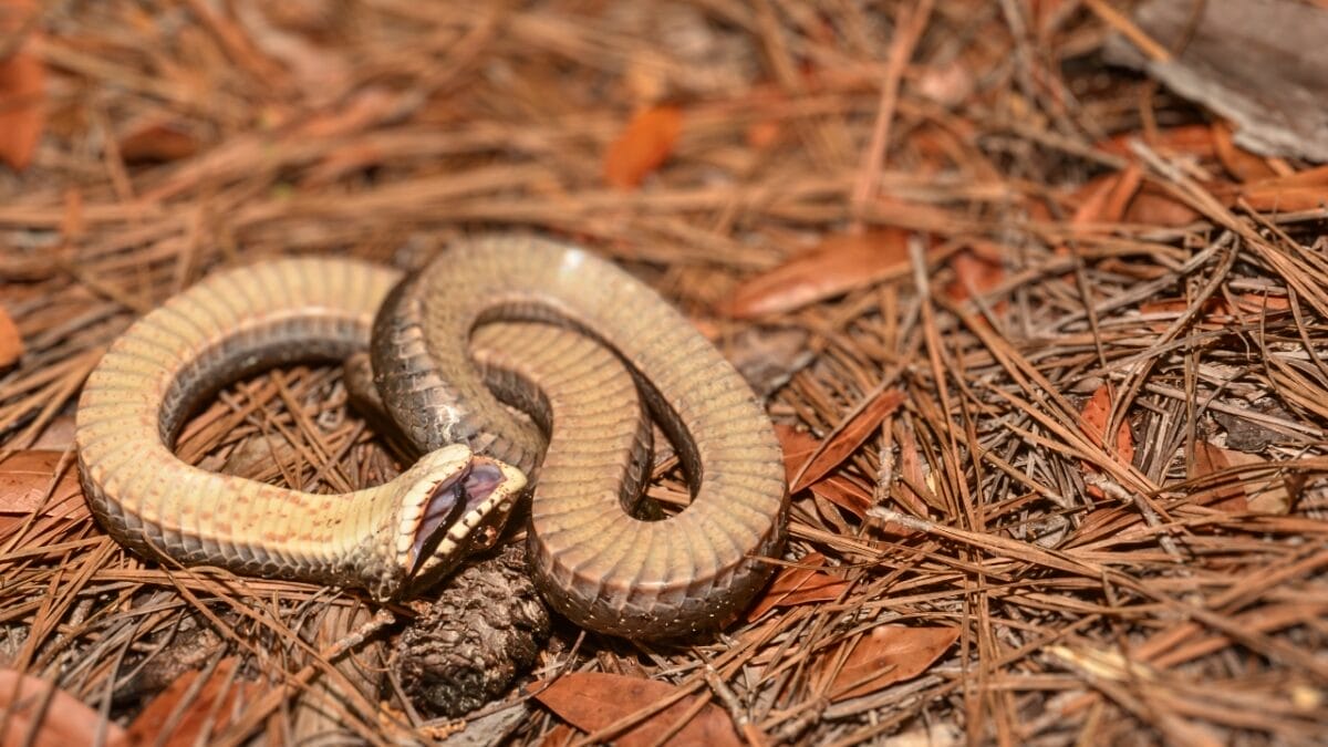 9 Slithering Snakes Found Only on the East Coast 7 9 Slithering Snakes Found Only on the East Coast - Eastern Hognose Snake ss620598230