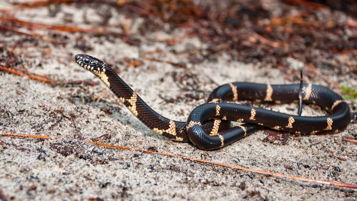 9 Slithering Snakes Found Only on the East Coast 9 9 Slithering Snakes Found Only on the East Coast - Eastern Kingsnake ss1049867762