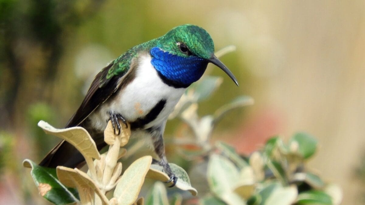 17 Strange & Beautiful Hummingbird Species 4 17 Strange & Beautiful Hummingbird Species - Ecuadorian Hillstar ss2262021575