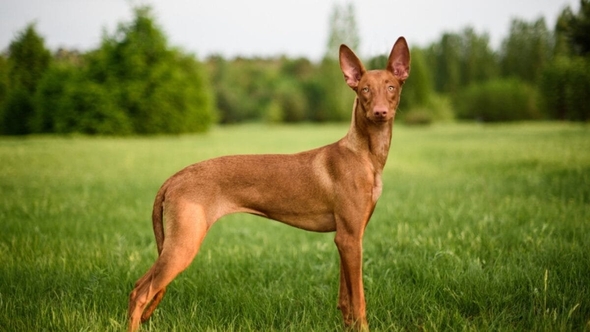 Guardians of the Pharaohs: 6 Dogs of Ancient Egypt 2 Guardians of the Pharaohs: 6 Dogs of Ancient Egypt - Egyptian Pharaoh Hound ss1739285843