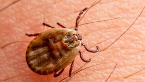 7 U.S. States Facing a Tick Population & Lyme Disease Surge 1 7 U.S. States Facing a Tick Population & Lyme Disease Surge - Encephalitis Tick on Skin ss2479716539
