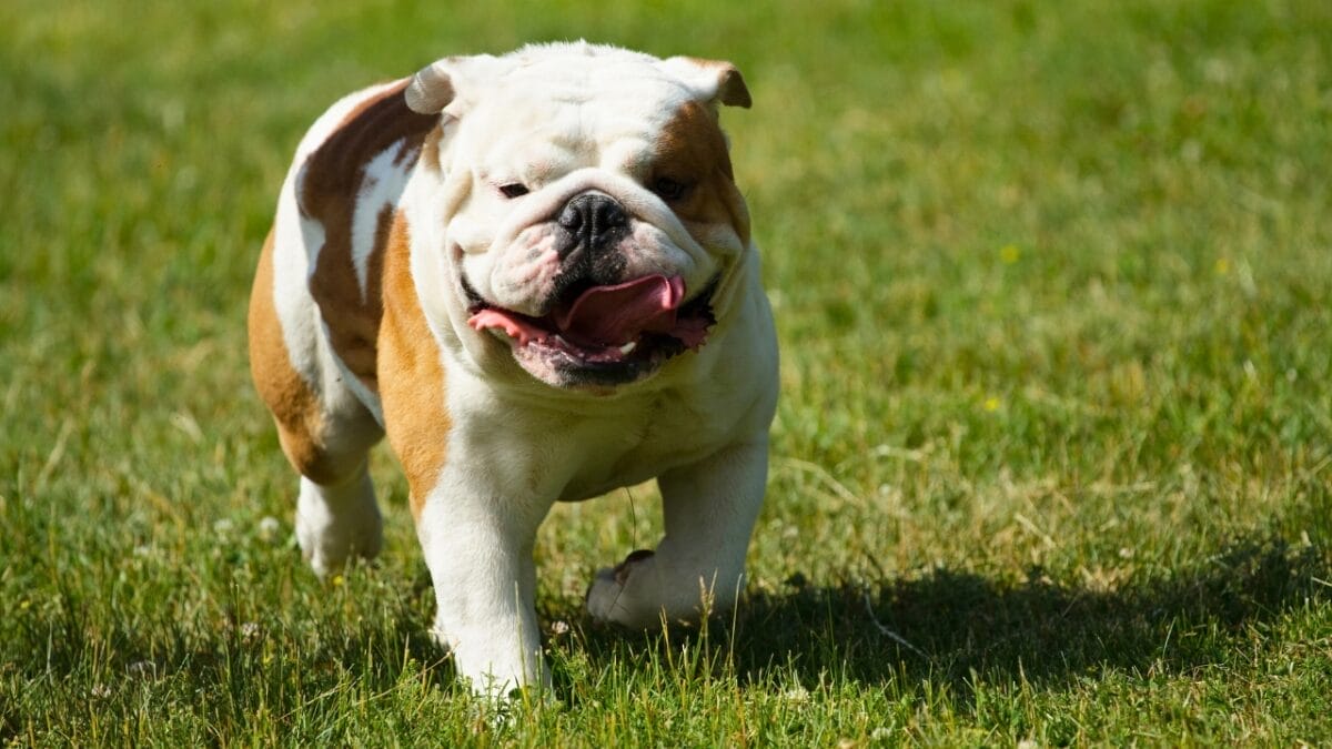 New Study: 10 Dog Breeds Best & Worst at Fighting Ticks - English Bulldog dog dp27482835