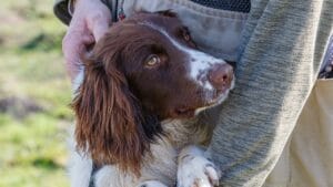 10 Little-Known Facts About English Springer Spaniel Dogs 1 10 Little-Known Facts About English Springer Spaniel Dogs - English Springer Spaniel ss2142392627