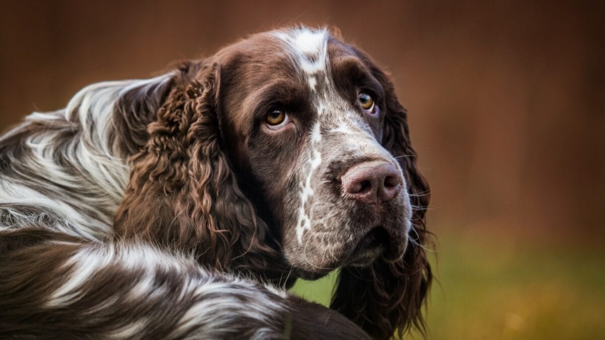 10 Dog Breeds with the Best Noses 8 10 Dog Breeds with the Best Noses - English Springer spaniel ss350349083