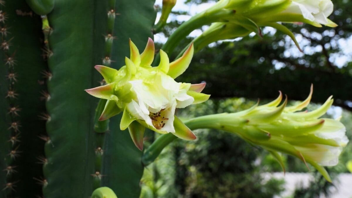 Tiny Birds, Big Impact: 7 Succulents That Attract Hummingbirds 7 Tiny Birds, Big Impact: 7 Succulents That Attract Hummingbirds - Fairy Castle Cactus ss2162487817