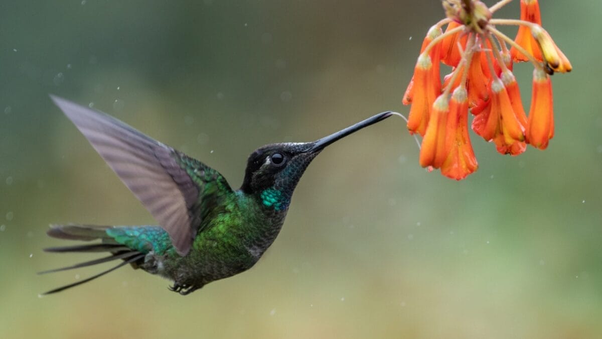 17 Strange & Beautiful Hummingbird Species 2 17 Strange & Beautiful Hummingbird Species - Fiery throated Hummingbird ss1302452338