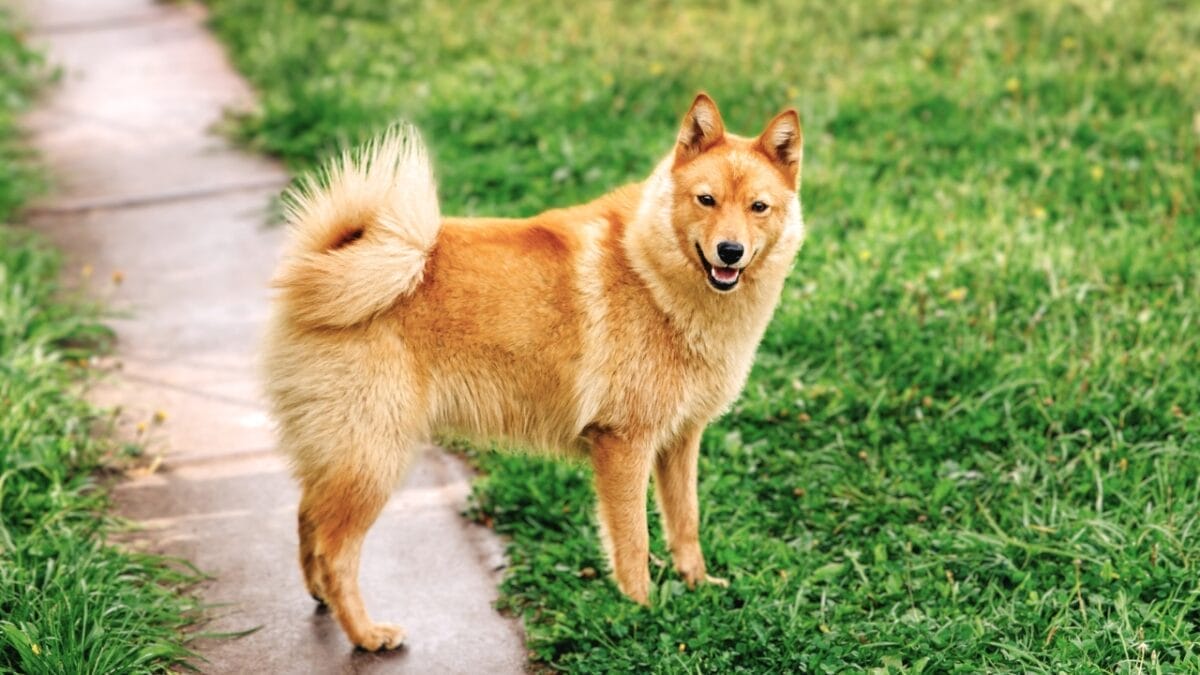10 Rare Dog Breeds Most People Don't Know About 11 10 Rare Dog Breeds Most People Don't Know About - Finnish Spitz ss2162334255