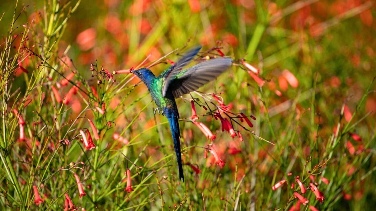 Tiny Birds, Big Impact: 7 Succulents That Attract Hummingbirds 8 Tiny Birds, Big Impact: 7 Succulents That Attract Hummingbirds - Firecracker Plant with a humming bird ss1362393230