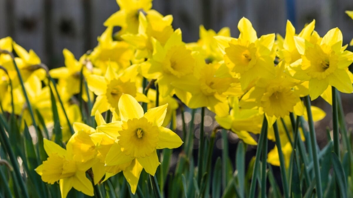 From January to December: The Meaning of Your Birth Flowers - Flower bed with yellow daffodil flowers ss354993206 1