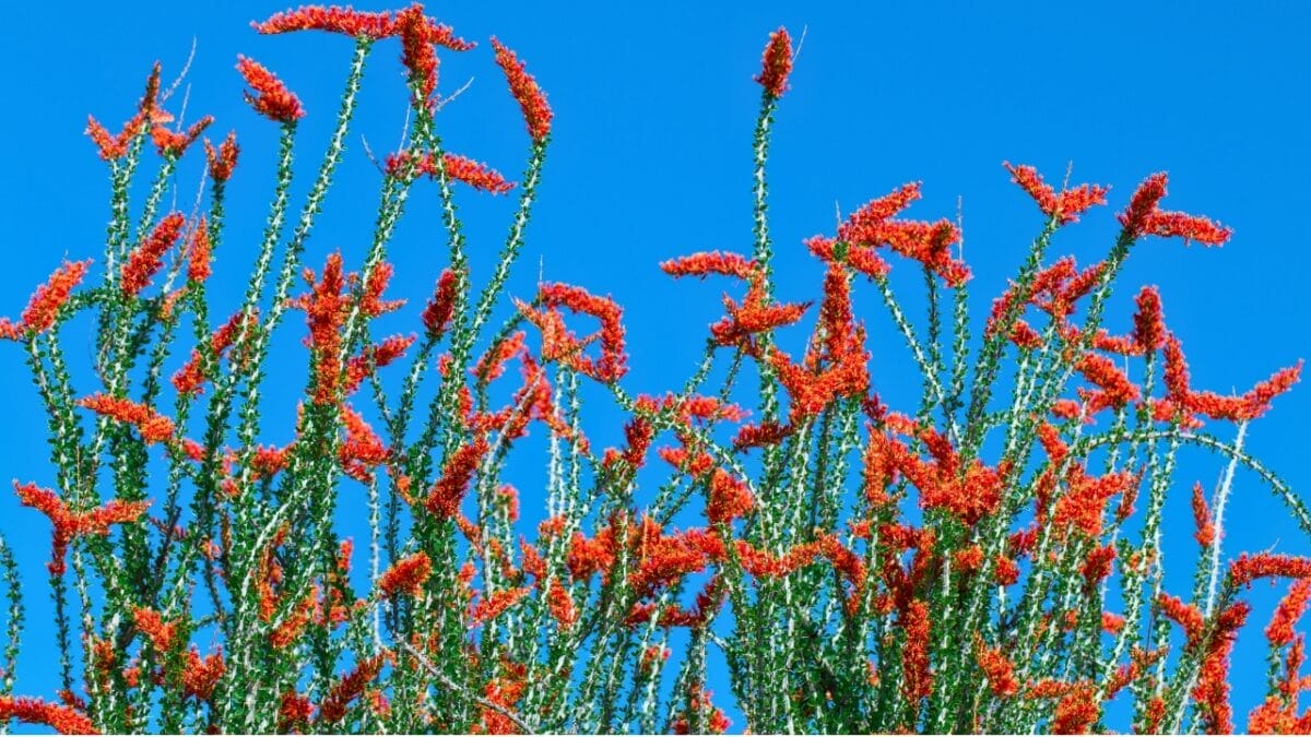 Tiny Birds, Big Impact: 7 Succulents That Attract Hummingbirds 6 Tiny Birds, Big Impact: 7 Succulents That Attract Hummingbirds - Fouquieria splendens ss613009415