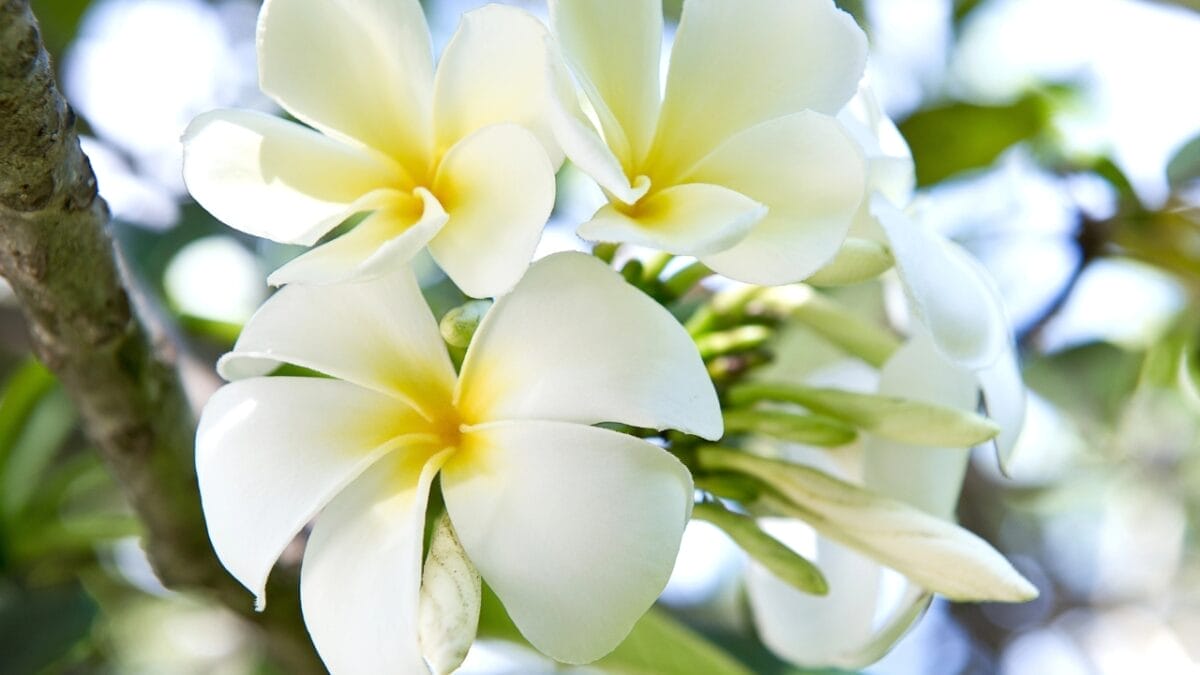 40 of the Most Gorgeous Flowers in the World 31 40 of the Most Gorgeous Flowers in the World - Frangipani dp13512844