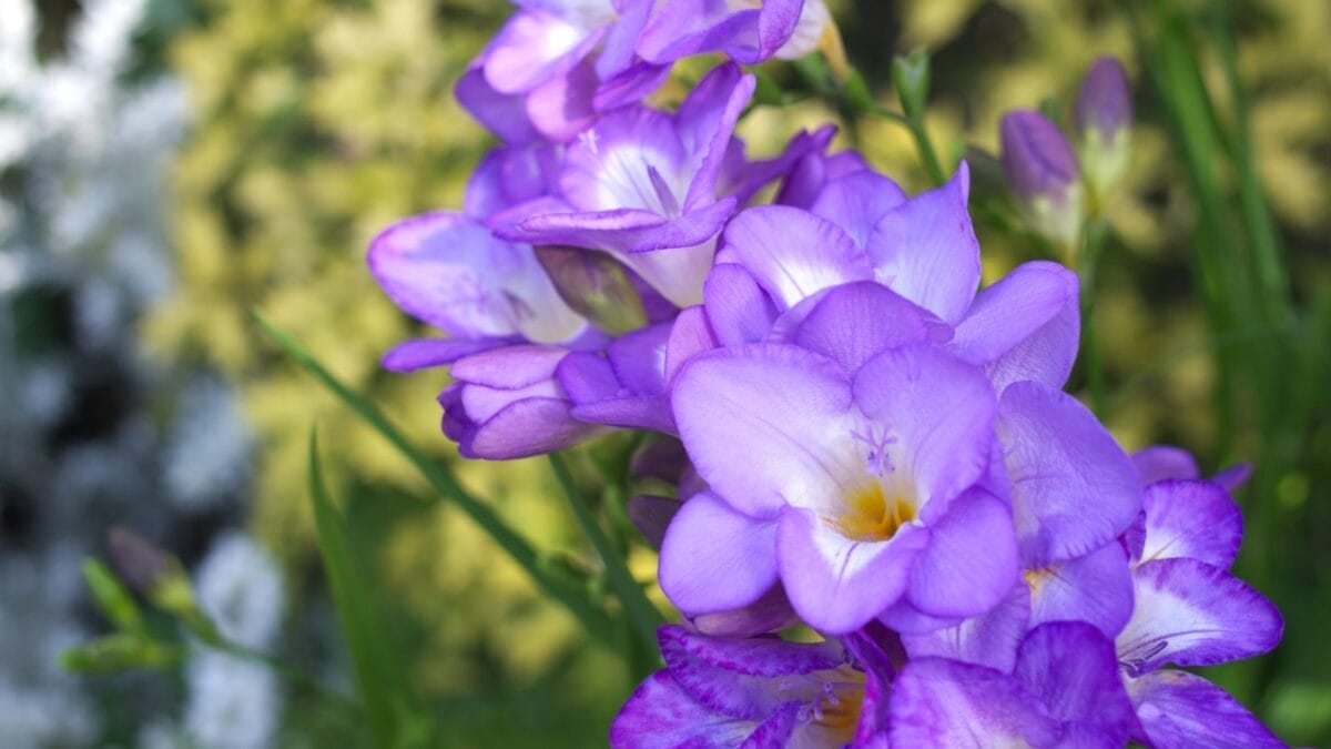 17 Plants That Add Beauty & Amazing Scents to Your Yard 17 17 Plants That Add Beauty & Amazing Scents to Your Yard - Freesia dp22436827