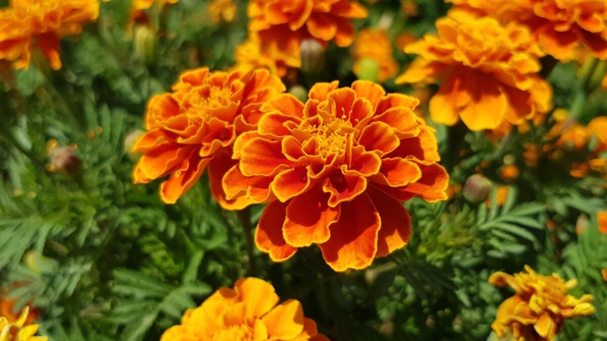 7 Best Plants to Deter Squirrels From Your Garden 4 7 Best Plants to Deter Squirrels From Your Garden - French marigolds background ss1805674885