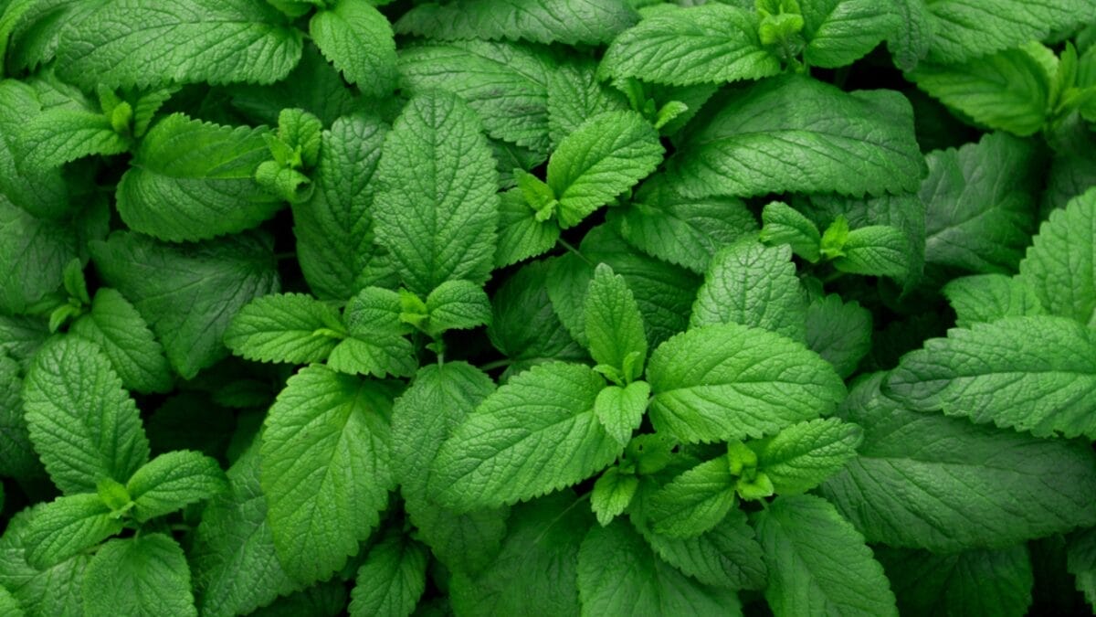 12 Hacks to Keep Wasps Out of Your Yard & Home Next Summer - Fresh green leaves of peppermint ss1980292502