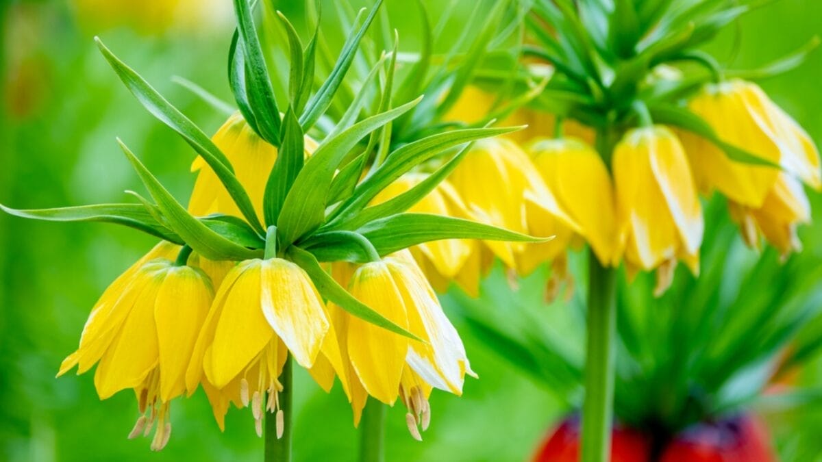 7 Best Plants to Deter Squirrels From Your Garden 6 7 Best Plants to Deter Squirrels From Your Garden - Fritillaria imperialis ss1934080946