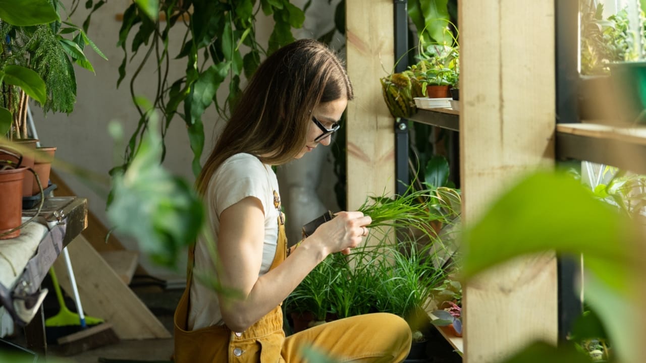 Gardener_in_home_garden_ss1964612233 How to Cultivate Your Own Flavorful Herb Garden at Home - Gardener in home garden ss1964612233