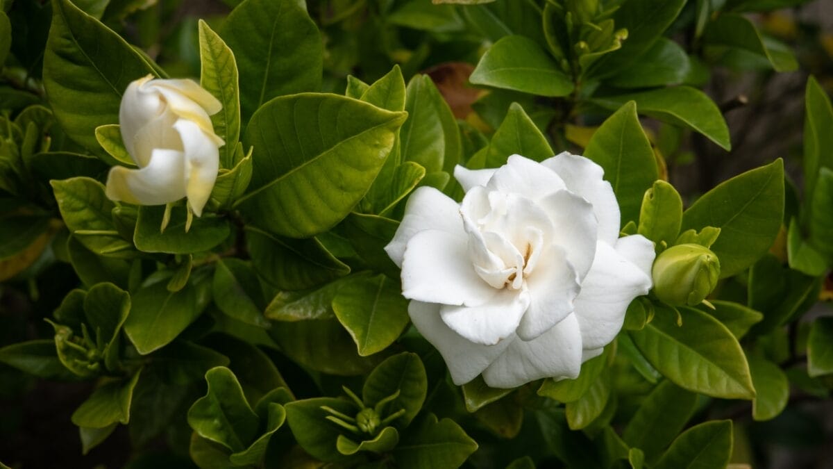 Your Leftover Coffee Grounds are Perfect for These 18 Acid-Loving Plants 8 Your Leftover Coffee Grounds are Perfect for These 18 Acid-Loving Plants - Gardenias dp275616048