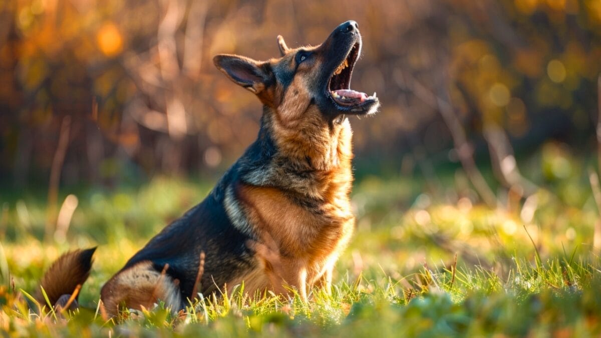 48 German Dog Commands Every Owner Should Know - German shepard dog training 6
