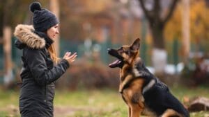 48 German Dog Commands Every Owner Should Know 1 48 German Dog Commands Every Owner Should Know - German shepard dog training 7