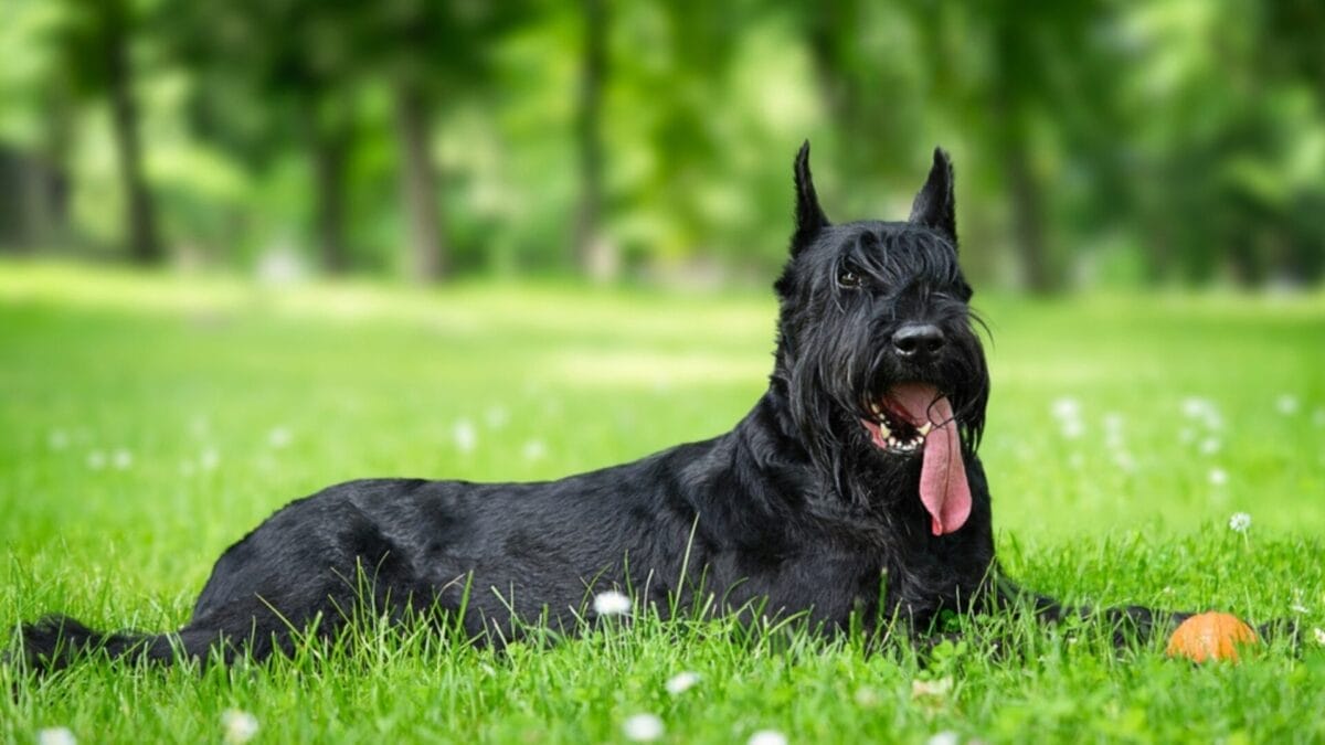 10 Breeds That Make the Best Guard Dogs - Giant Schnauzer ss2323894943