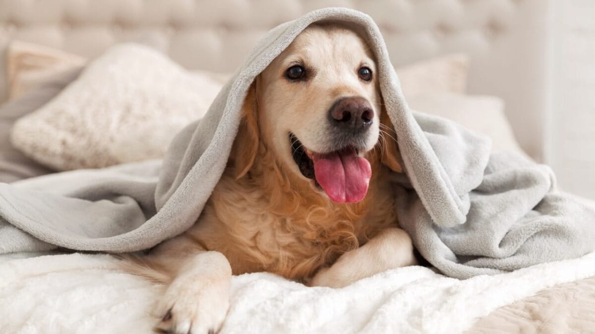 18 Breeds That Love to Take Over Your Bed Every Night - Golden Retriever dog s1212373009