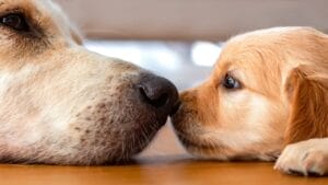 New Study Shares Interesting Age-Reversal Pill for Dogs’ Longevity 1 New Study Shares Interesting Age-Reversal Pill for Dogs’ Longevity - Golden Retriever dog s1618420066