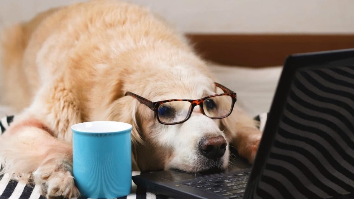 10 Things About Golden Retrievers Only Breed Insiders Know 8 10 Things About Golden Retrievers Only Breed Insiders Know - Golden Retriever dog s1638077095