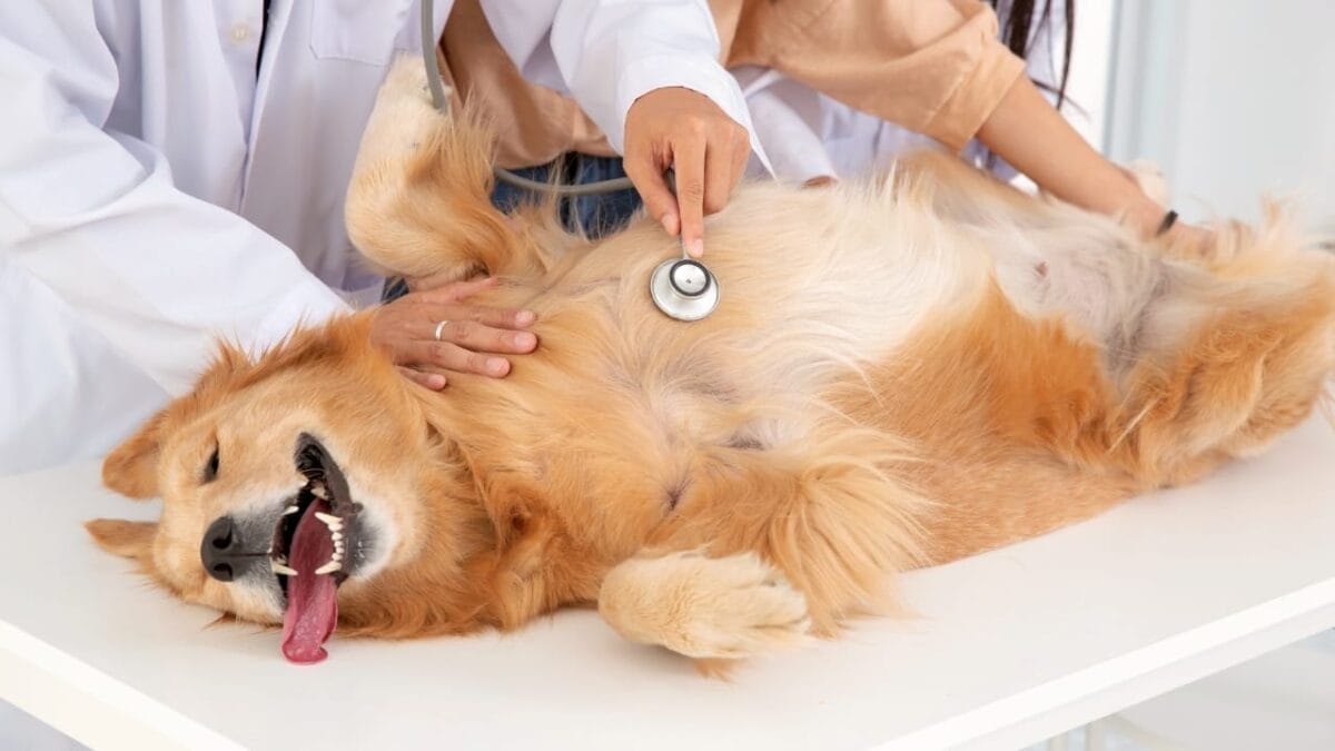 10 Things About Golden Retrievers Only Breed Insiders Know 6 10 Things About Golden Retrievers Only Breed Insiders Know - Golden Retriever dog s1761340202