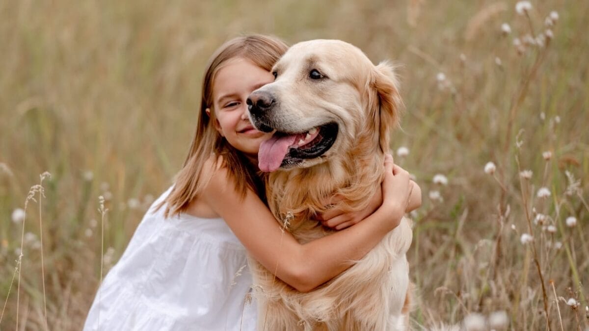 10 Reasons Why Older Dogs Make the Best Pets - Golden Retriever dog s2058910514
