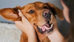 10 Things About Golden Retrievers Only Breed Insiders Know 1 10 Things About Golden Retrievers Only Breed Insiders Know - Golden Retriever dog ss2392860217